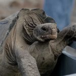 Kura Kura Raksasa Ini Akhirnya Muncul Lagi Setelah Di Anggap Punah 150 Tahun Lalu