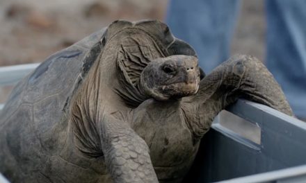 Kura Kura Raksasa Ini Akhirnya Muncul Lagi Setelah Di Anggap Punah 150 Tahun Lalu