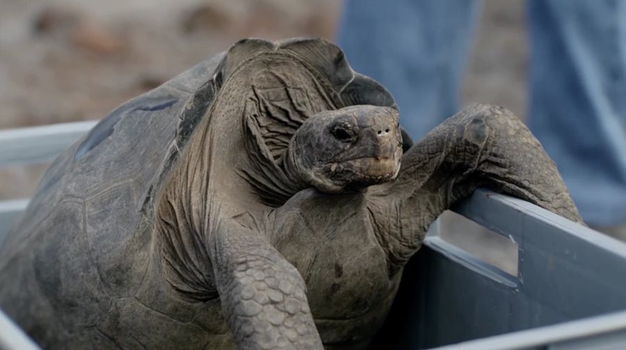 Kura Kura Raksasa Ini Akhirnya Muncul Lagi Setelah Di Anggap Punah 150 Tahun Lalu