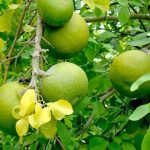Buah Berenuk Dengan Cita Rasa Asam Dan Manis Dan Segar