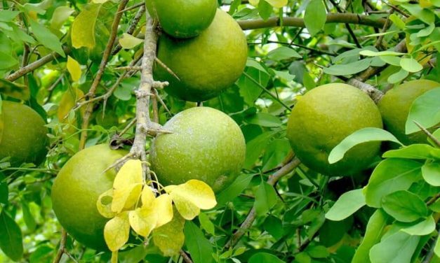 Buah Berenuk Dengan Cita Rasa Asam Dan Manis Dan Segar