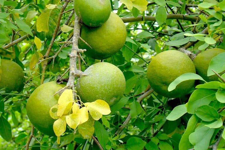 Buah Berenuk Dengan Cita Rasa Asam Dan Manis Dan Segar