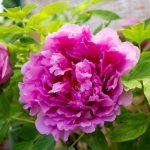 Bunga Peony Pembawa Keberuntungan, Simak Makna Dan Filosofi