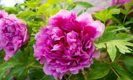 Bunga Peony Pembawa Keberuntungan, Simak Makna Dan Filosofi