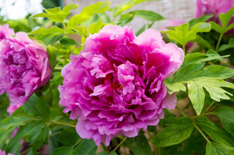 Bunga Peony Pembawa Keberuntungan, Simak Makna Dan Filosofi